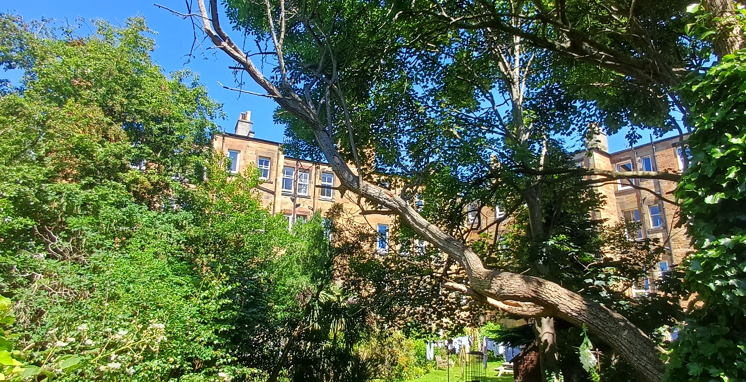 Overgrown tenement garden in Edinburgh