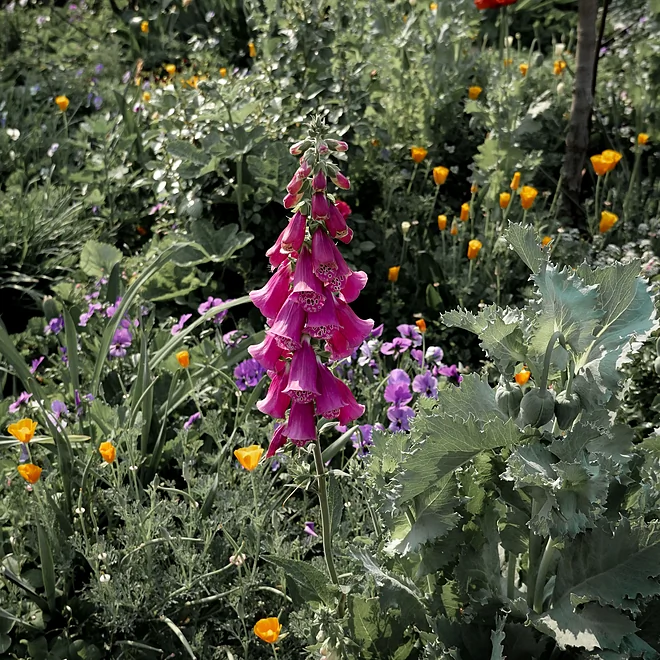 Foxgloves and other plants